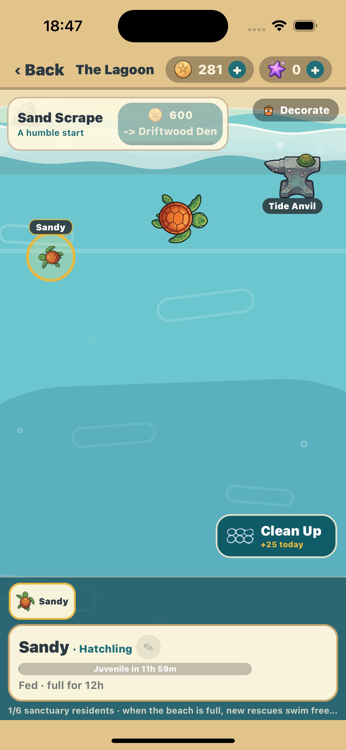 A rescued hatchling swimming in the Lagoon habitat